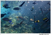 05. Barrier reef fishes